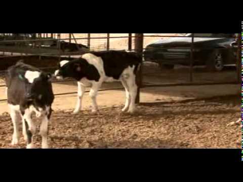 raising dairy bull calves for profit